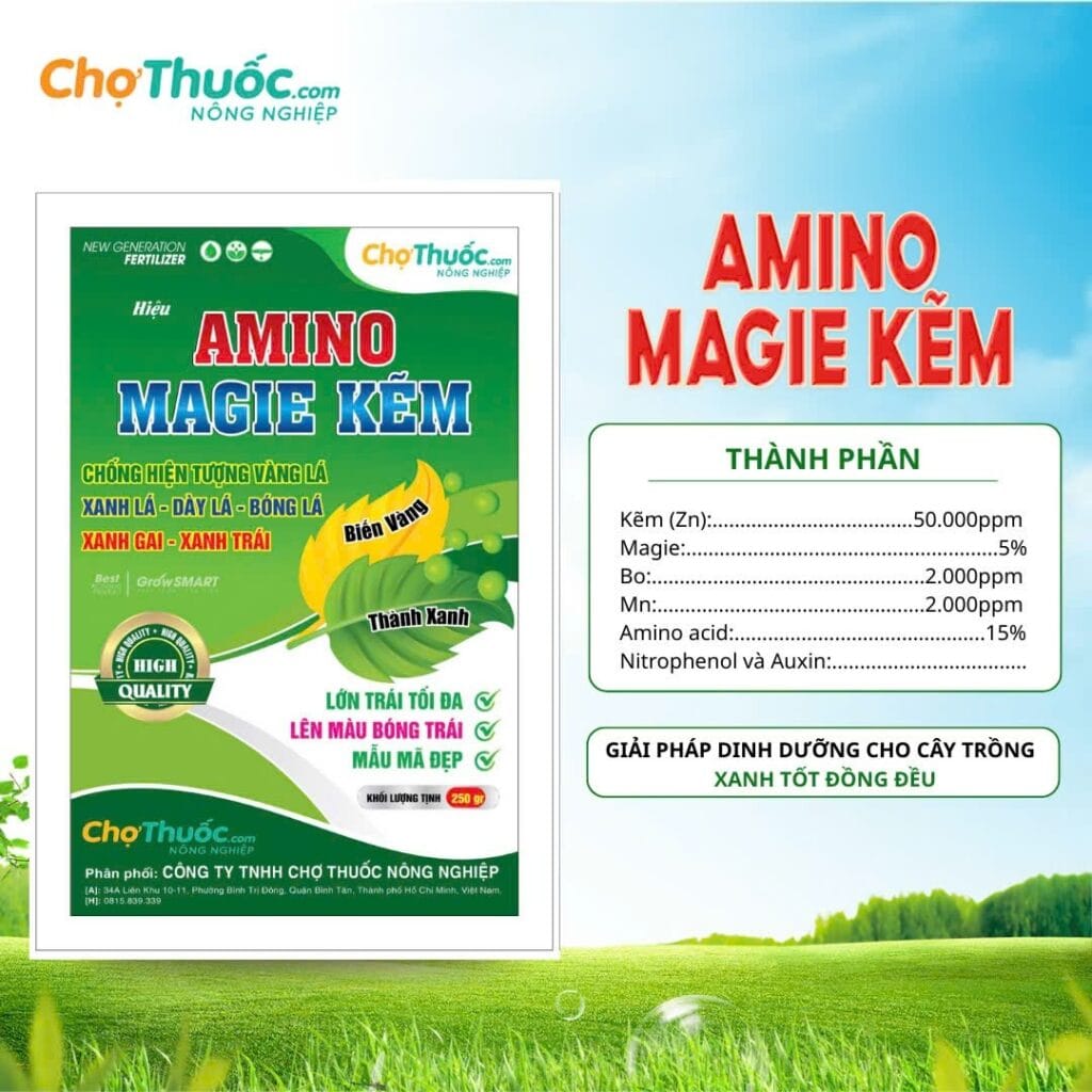 AMINO MAGIE KẼM