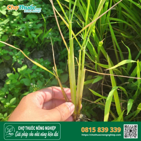 Dấu hiệu bệnh vàng cam trên cây lúa