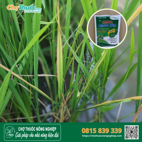 Chống vàng lá với Amino Magie Kẽm