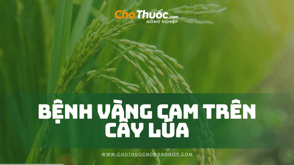 Bệnh Vàng Cam Trên Cây Lúa Nhận Diện Sớm, Phòng Trị Đúng – Giữ Năng Suất Vụ Mùa