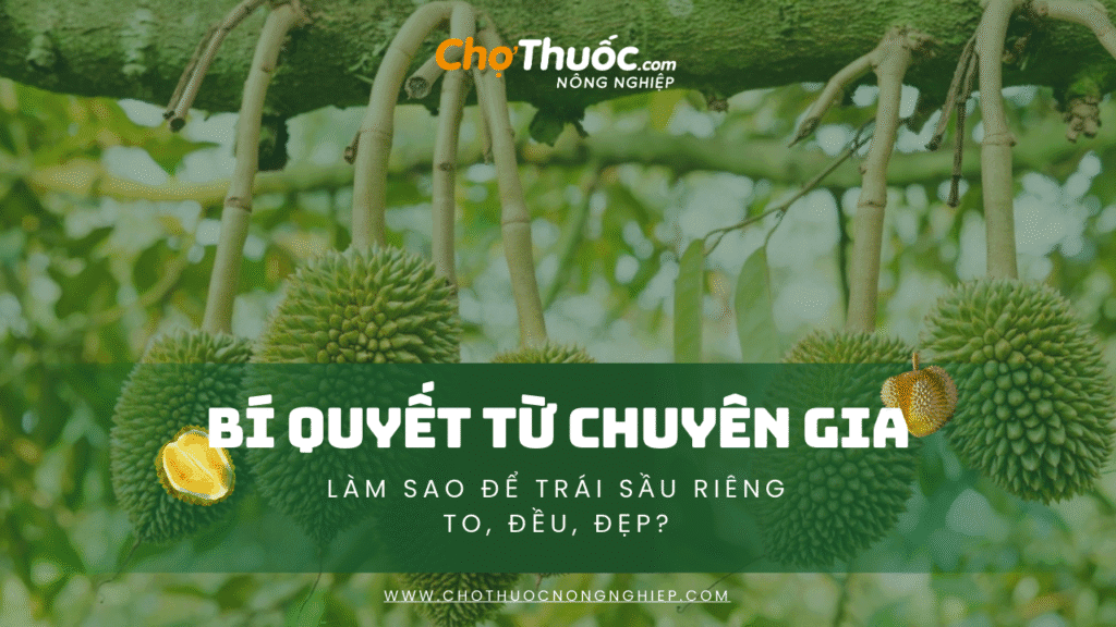 Bí quyết từ chuyên gia