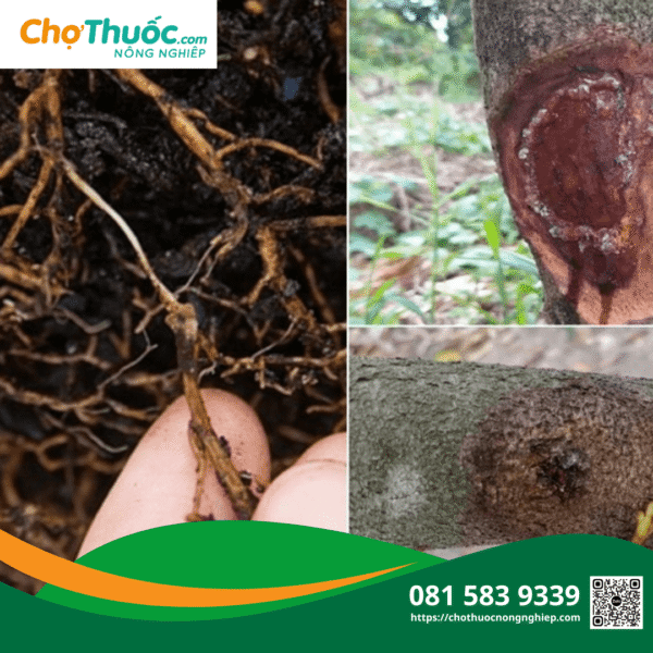 Hiện tượng nứt, xì mủ trên thân cây sầu riêng