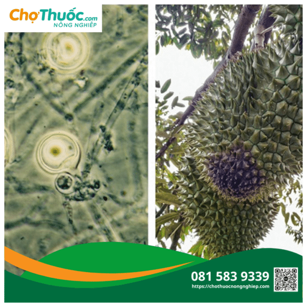 Nấm Phytophthora palmivora – tác nhân chính gây thối trái sầu riêng