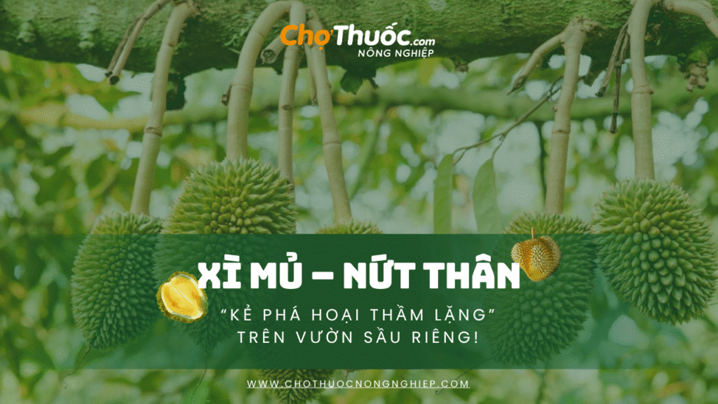 Xì mủ – Nứt thân: “Kẻ phá hoại thầm lặng” trên vườn sầu riêng!