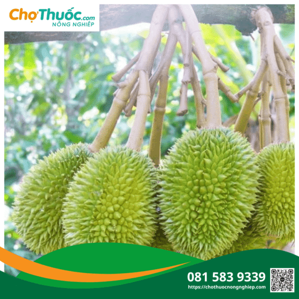 Cây sầu riêng sai trái nếu được chăm sóc dinh dưỡng đúng cách