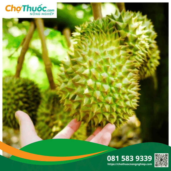 Cây sầu riêng sai trái nếu được chăm sóc dinh dưỡng đúng cách