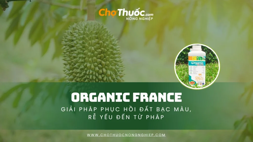 Organic France – Giải pháp phục hồi đất bạc màu, rễ yếu đến từ Pháp