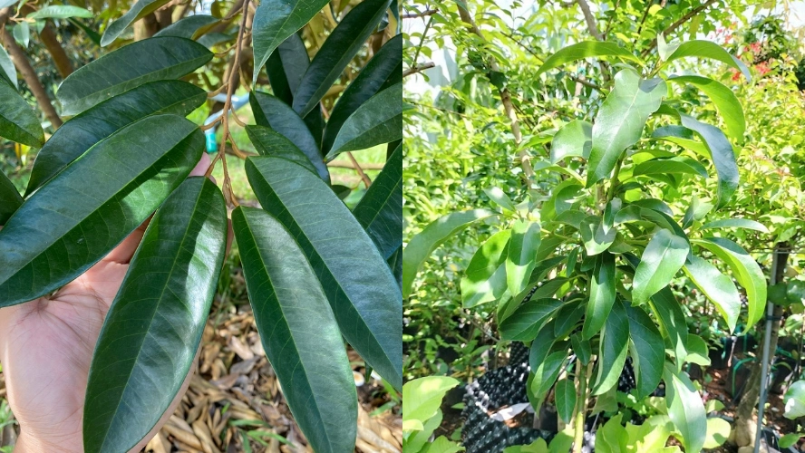 LÁ XANH MƯỚT – TĂNG QUANG HỢP