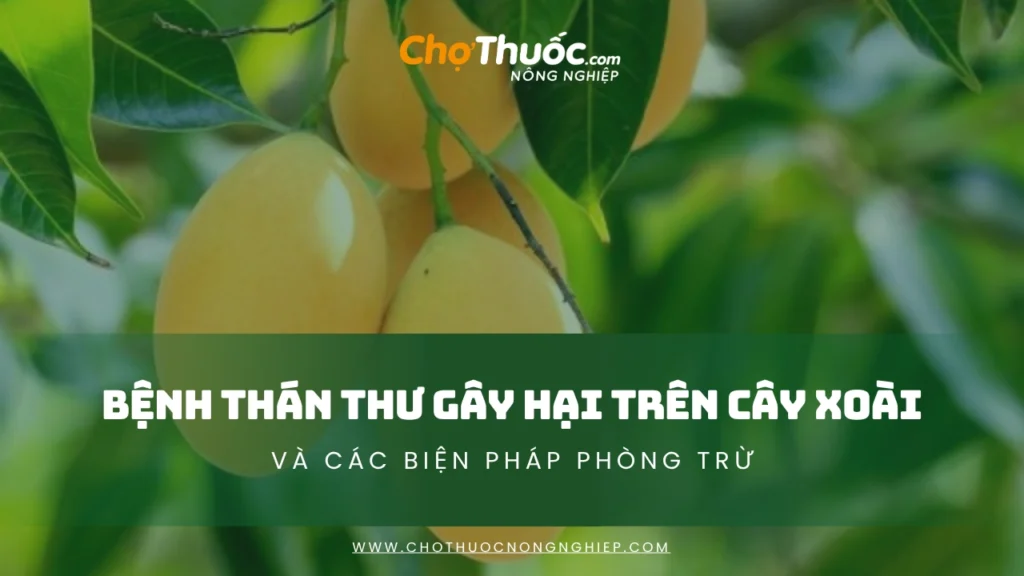 Bệnh Thán Thư Trên Xoài