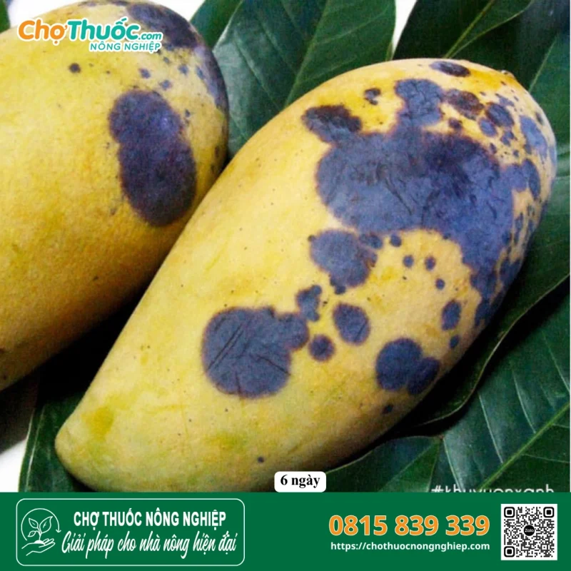 Bệnh Thán thư do nấm (Colletotrichum gloeosporioides)