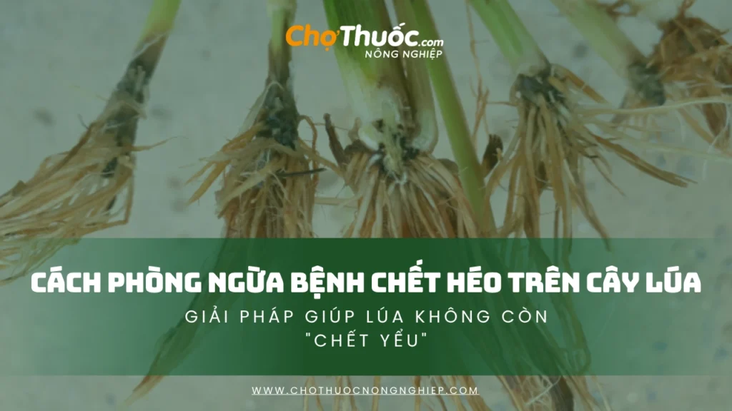 Cách Phòng Ngừa Bệnh Chết Héo Trên Cây Lúa Hiệu Quả