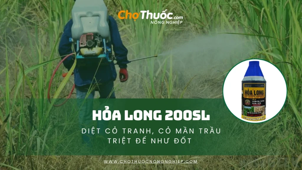 Có HỎA LONG lo gì không CHẾT cỏ, giải pháp trừ cỏ hậu nảy mầm không chọn lọc