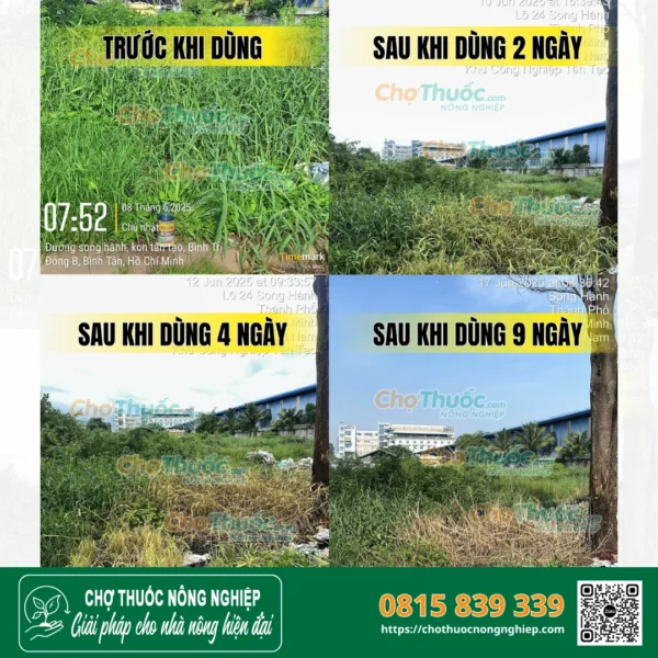 Cỏ cháy mạnh chỉ sau 2–3 ngày phun HỎA LONG 