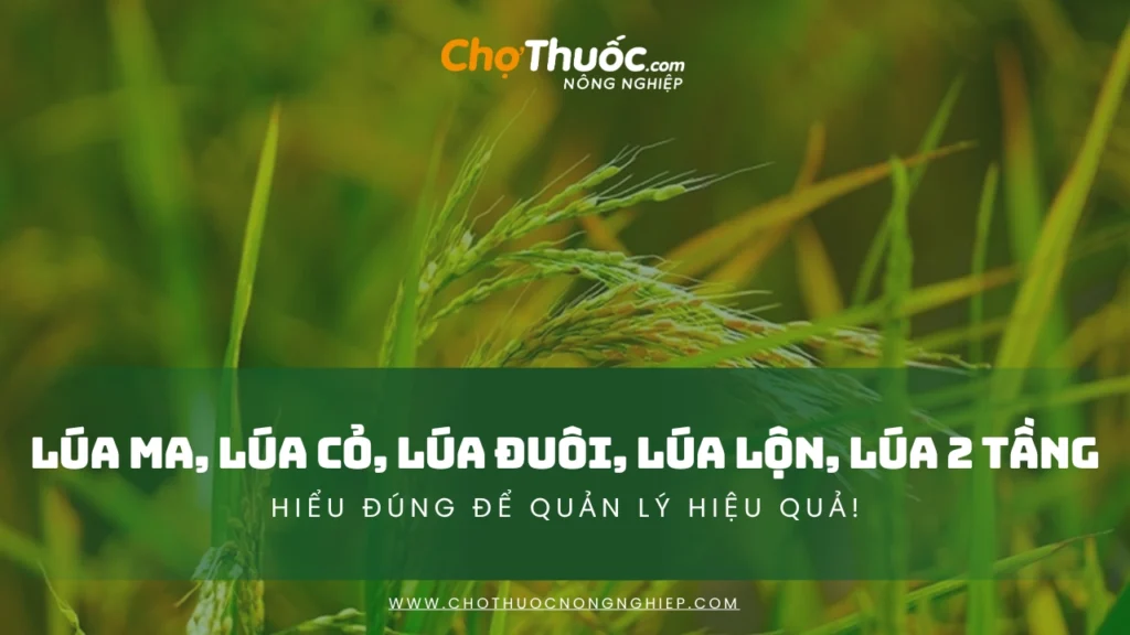Lúa ma, lúa cỏ, lúa đuôi, lúa lộn, lúa 2 tầng – Hiểu đúng để quản lý hiệu quả