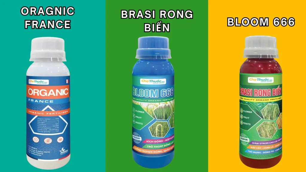 ORAGNIC FRANCE BRASI RONG BIỂN BLOOM 666