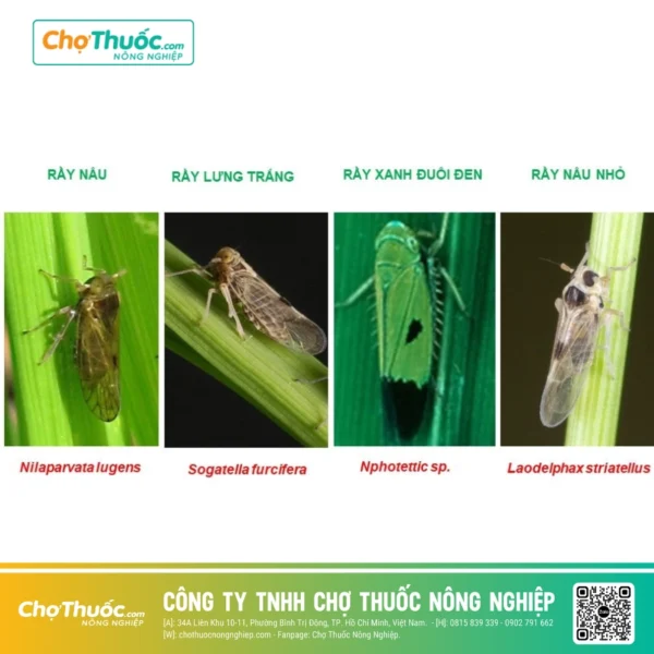 Các loài rầy gây hại phố biến