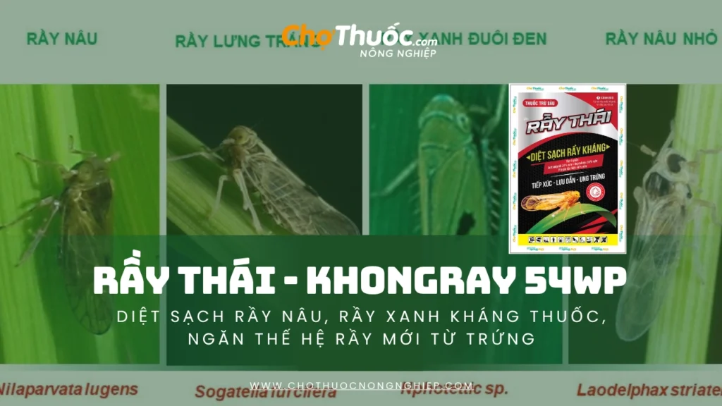 RẦY THÁI - KHONGRAY 54WP – Diệt sạch rầy nâu, rầy xanh kháng thuốc, ngăn thế hệ rầy mới từ trứng