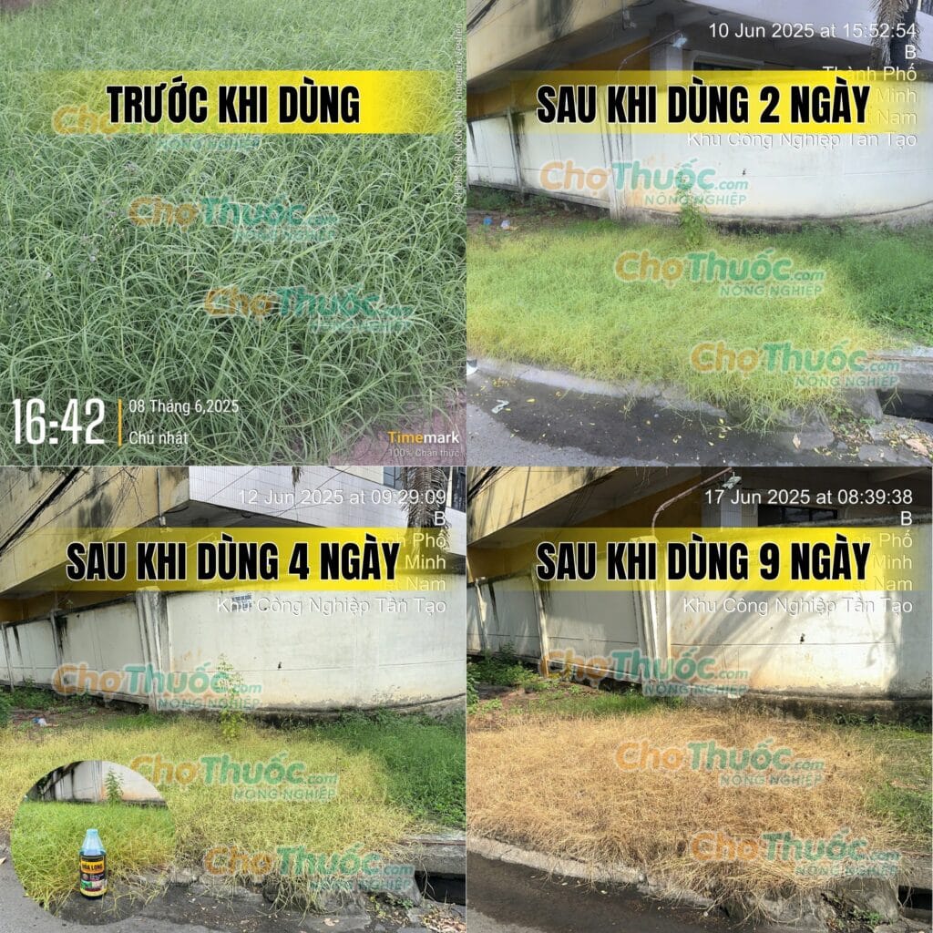 Thuốc trừ cỏ Hỏa Long (3)