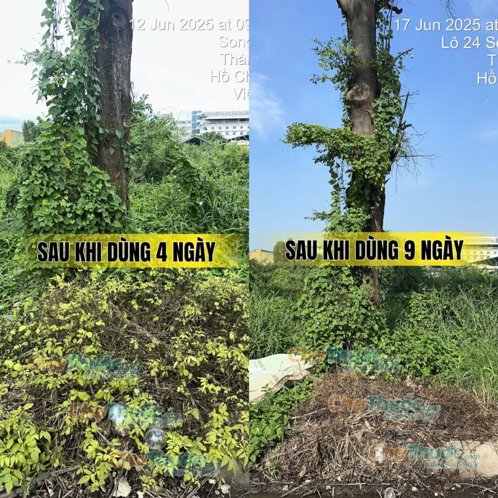 Thuốc trừ cỏ Hỏa Long (3)