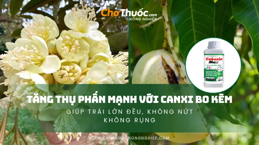 Trái lớn đều, không nứt không rụng – Tăng thụ phấn mạnh với Canxi Bo Kẽm dạng Chelate