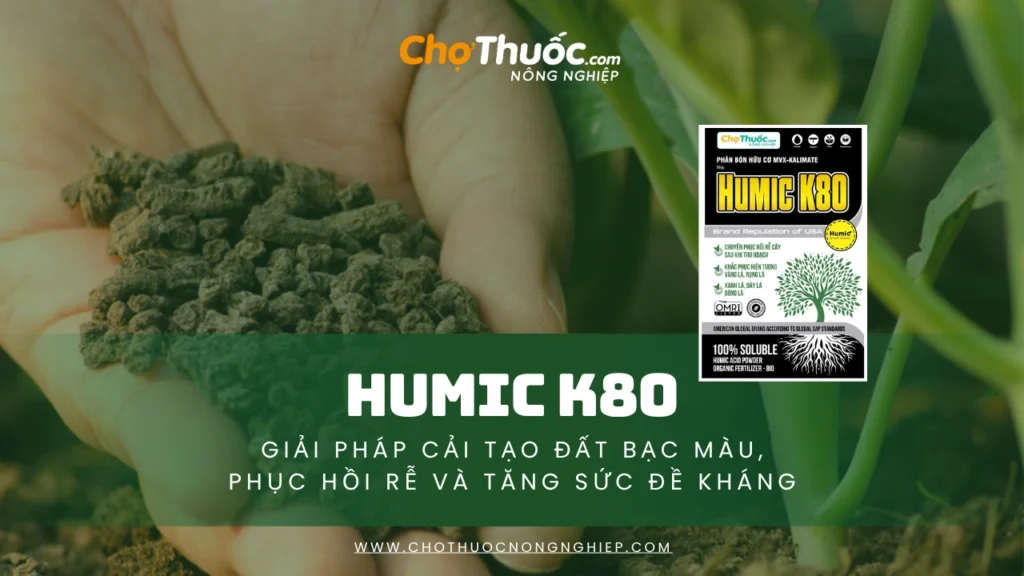 HUMIC K80 – Giải pháp cải tạo đất bạc màu, phục hồi rễ và tăng sức đề kháng cho cây trồng