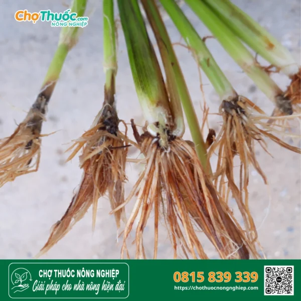 Triệu chứng bệnh chết héo trên cây lúa