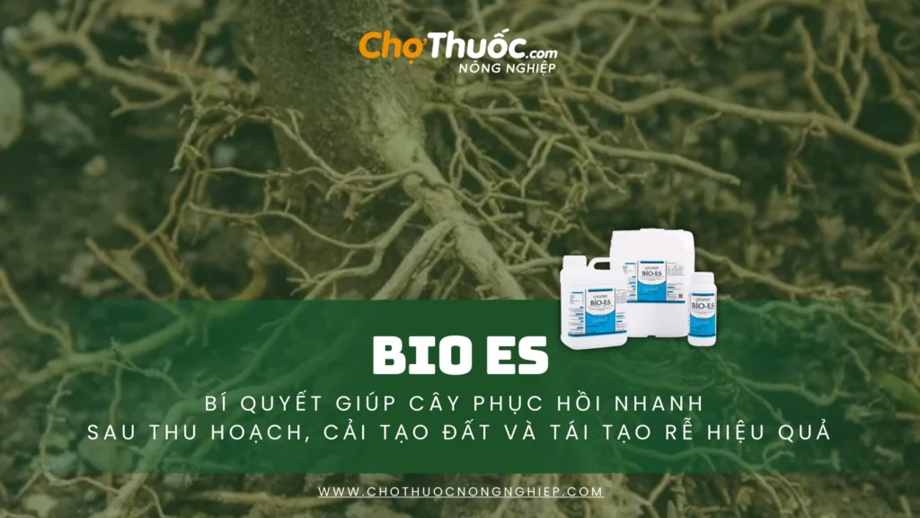 BIO ES – Bí quyết giúp cây phục hồi nhanh sau thu hoạch, cải tạo đất và tái tạo rễ hiệu quả (4)