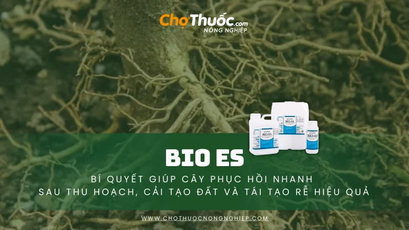 BIO ES – Bí quyết giúp cây phục hồi nhanh sau thu hoạch, cải tạo đất và tái tạo rễ hiệu quả (4)